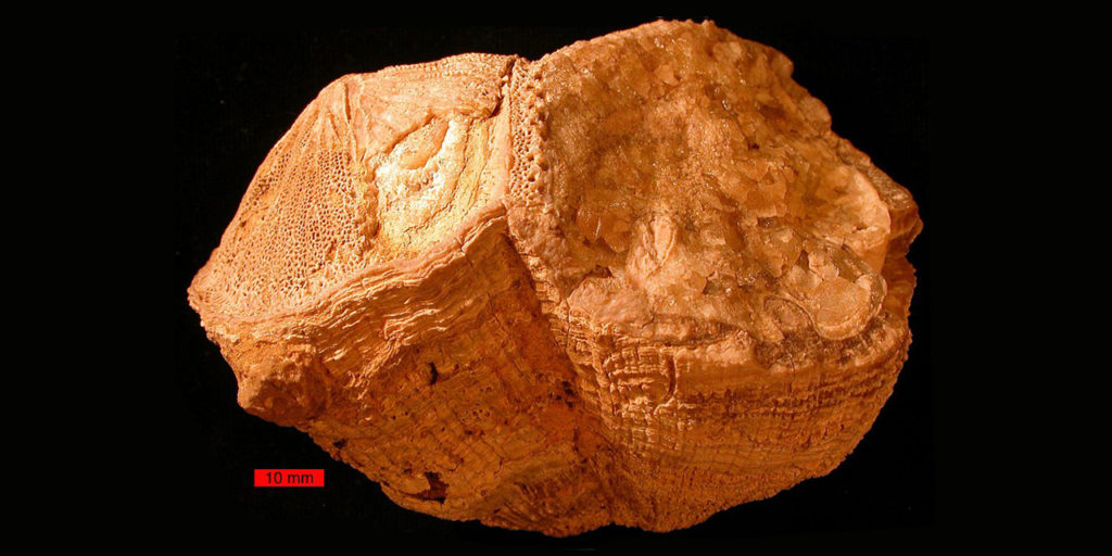 Fossile di rudiste risalenti al Cretacico superiore